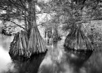 Фотография | Clyde Butcher | Cypress Trees