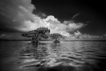 Фотография | Clyde Butcher | GASKIN BAY 5, South FL