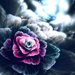 Цифра | Сильвия Кордедда | Rose of the Dusk