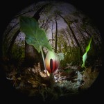 Фотография | Егор Никифоров | Under the Canopy of Spring Forest