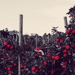 Фотография | Katia Mi