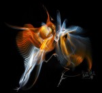 Фотография | HoryMa