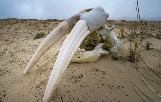 Хроники Арктики. От первого лица