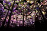 Цифра | Иммерсивное искусство | teamLab