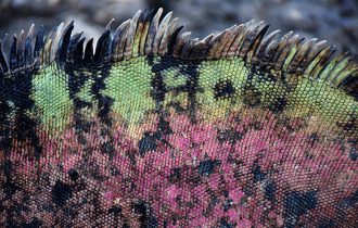 Тайны происхождения цвета. Пол Розеро Контрерас