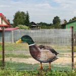 Граффити | Ches